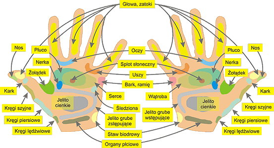 receptory na dłoniach